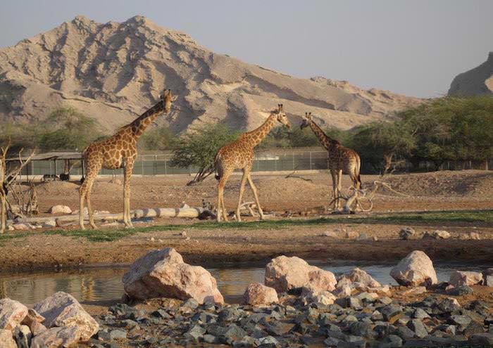 El zoológico de Al Ain