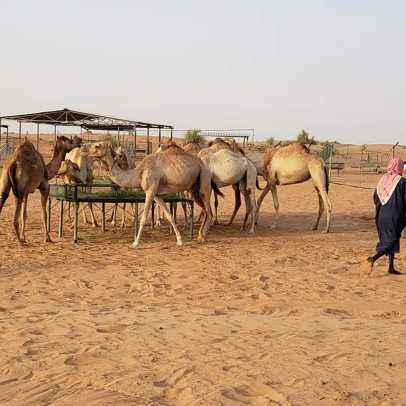 Experiencia en el desierto con visita a la granja de camellos, sandboard y barbacoa