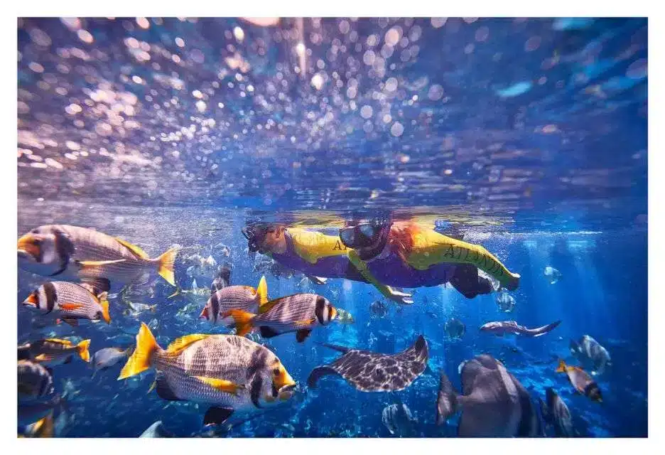 Bucear en un acuario: en Dubái todo es posible!